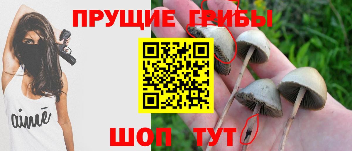 Псилоцибиновые грибы Cubensis Назрань